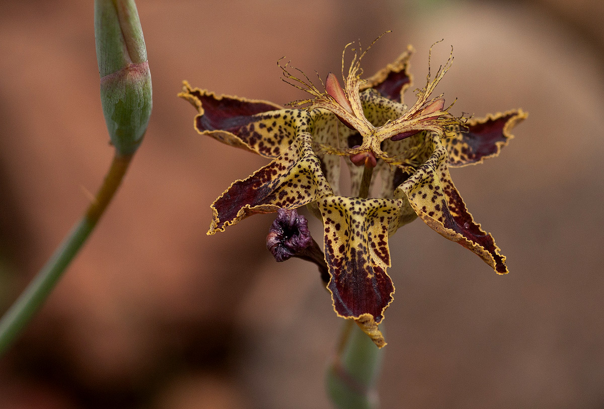 Ferraria glutinosa Ferraria glutinosa