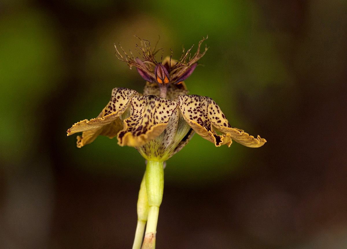 Ferraria glutinosa Ferraria glutinosa