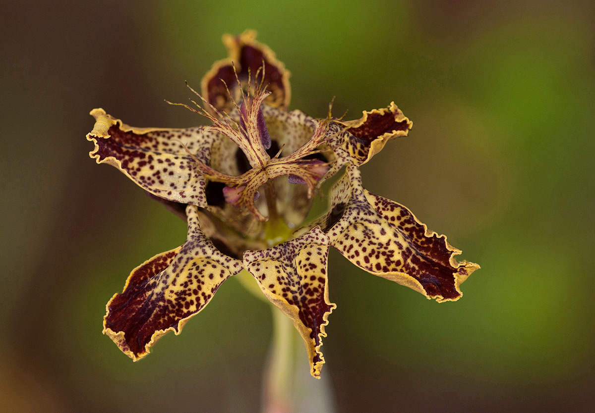 Ferraria glutinosa Ferraria glutinosa