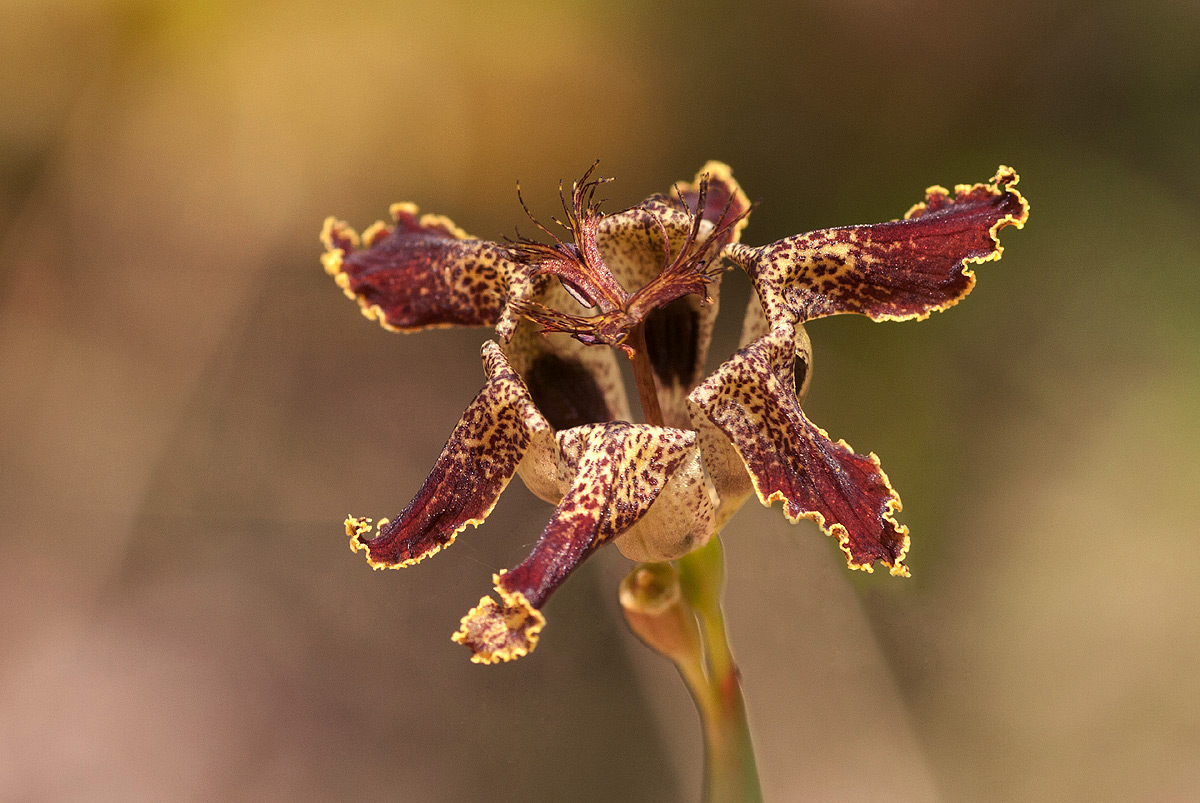 Ferraria glutinosa Ferraria glutinosa