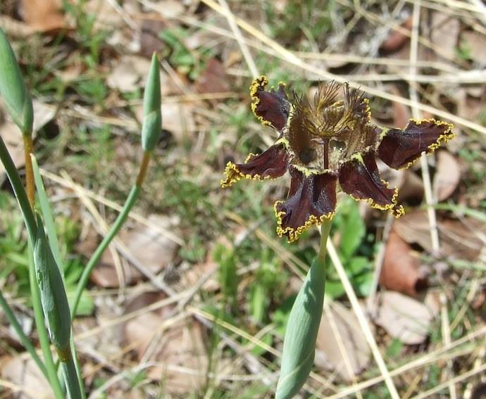 Ferraria glutinosa Ferraria glutinosa