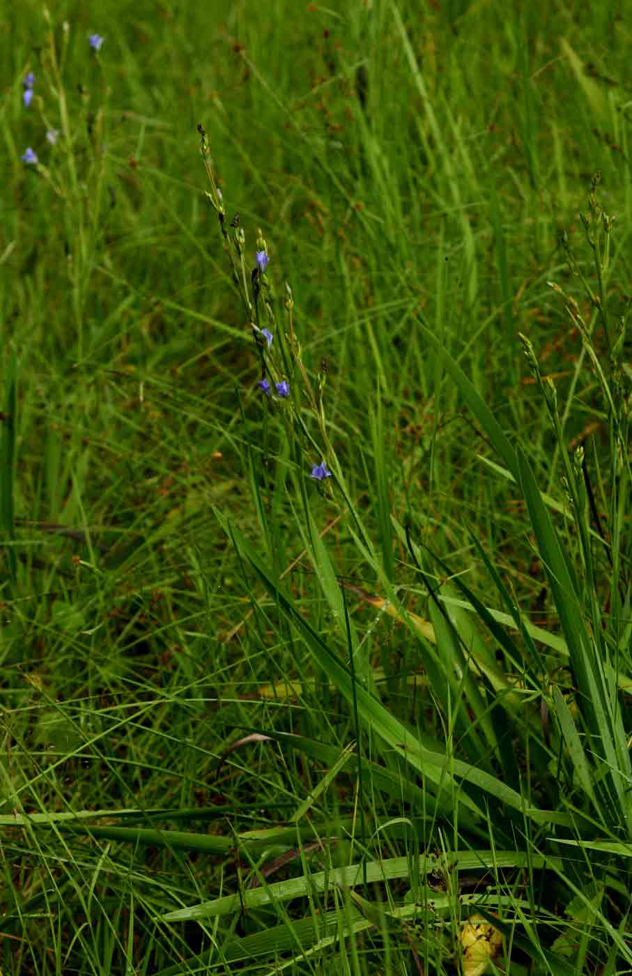 Aristea angolensis Aristea angolensis