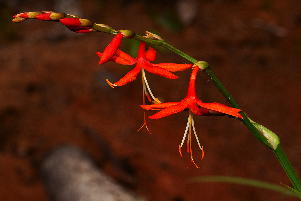Crocosmia aurea subsp. aurea Crocosmia aurea subsp. aurea