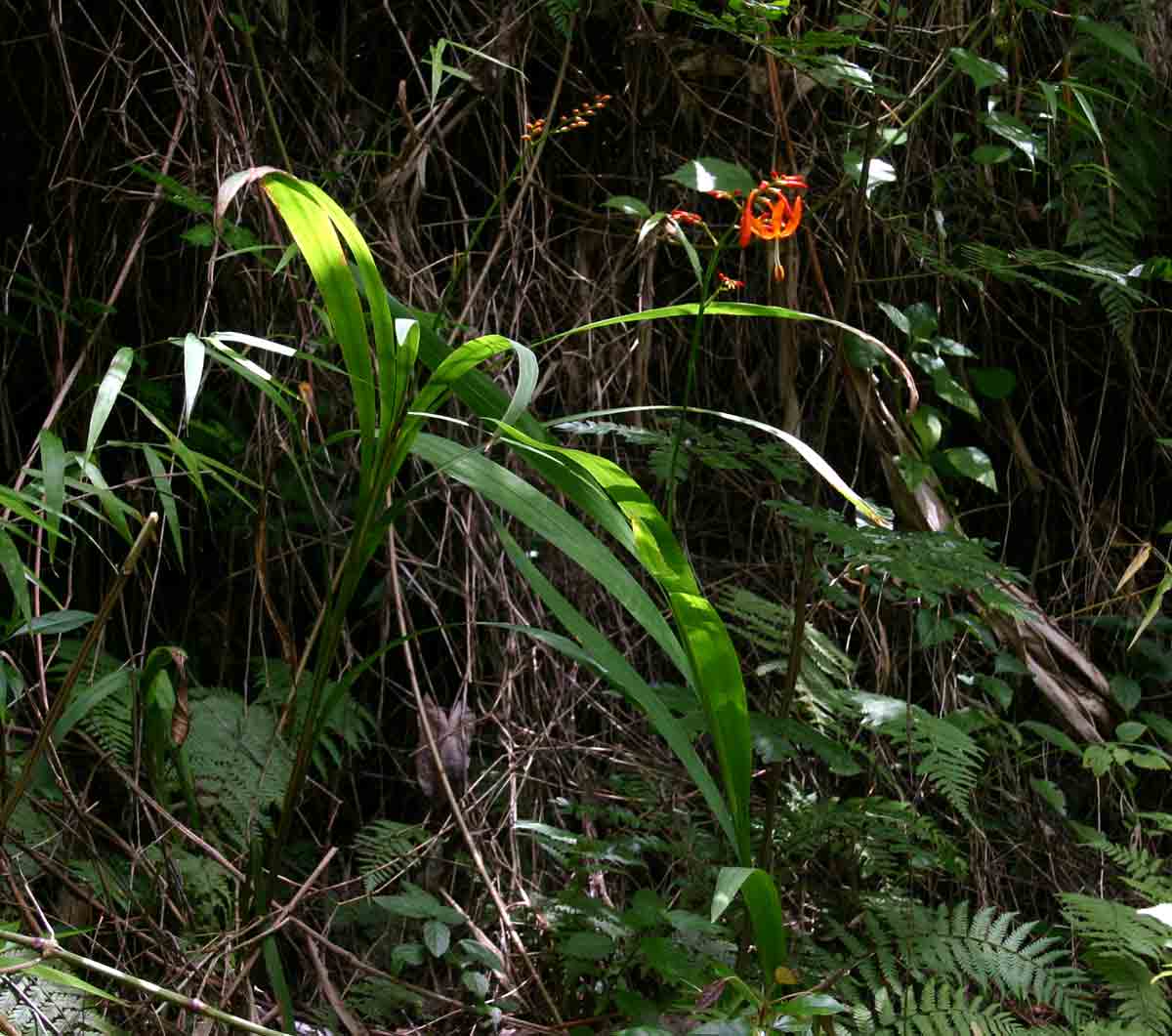 Crocosmia aurea subsp. aurea