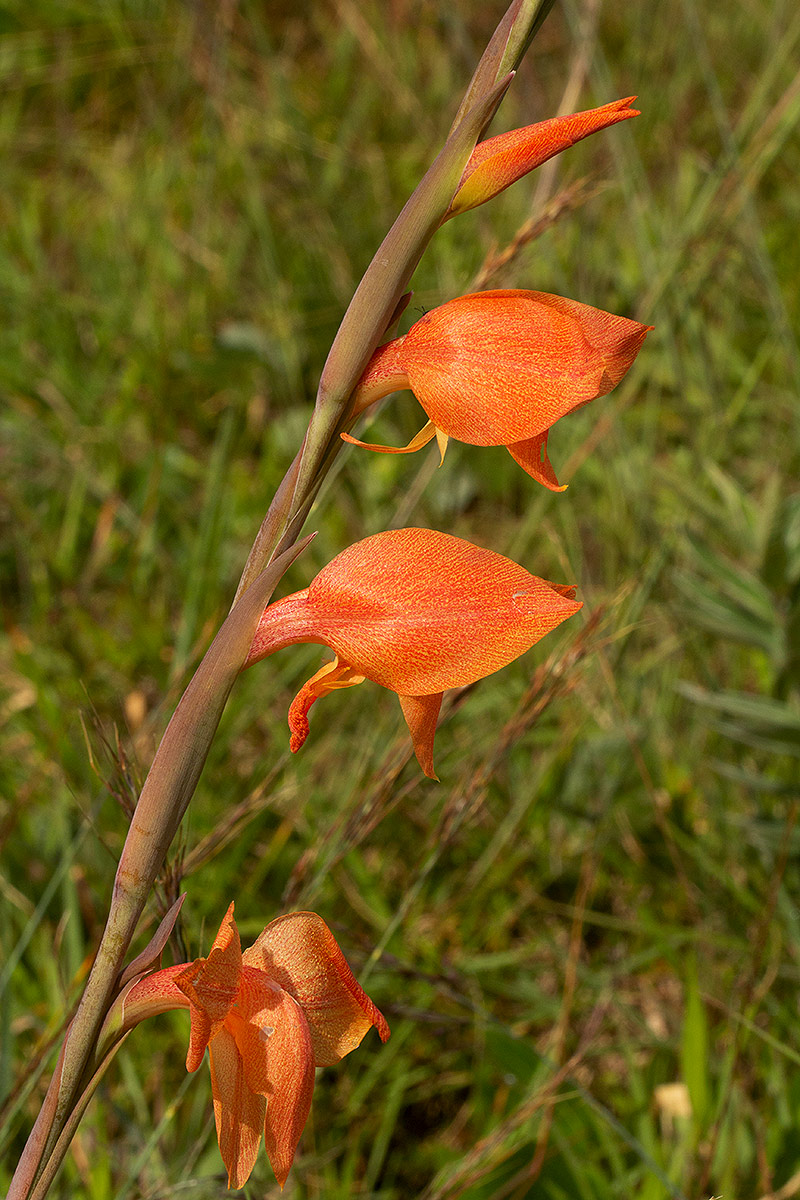 Gladiolus dalenii subsp. dalenii Gladiolus dalenii subsp. dalenii