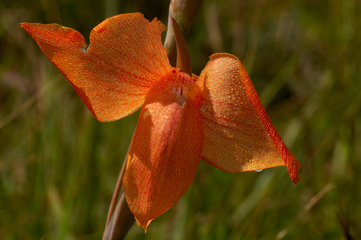 Gladiolus dalenii subsp. dalenii Gladiolus dalenii subsp. dalenii