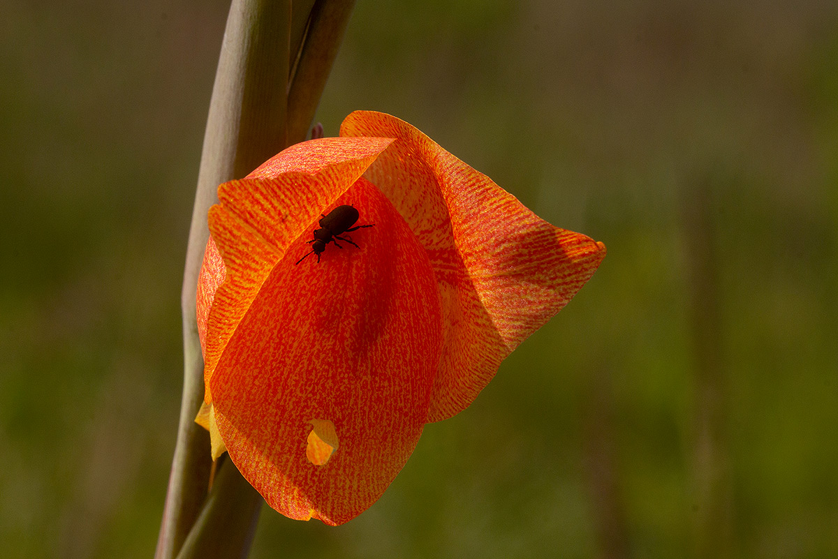 Gladiolus dalenii subsp. dalenii Gladiolus dalenii subsp. dalenii
