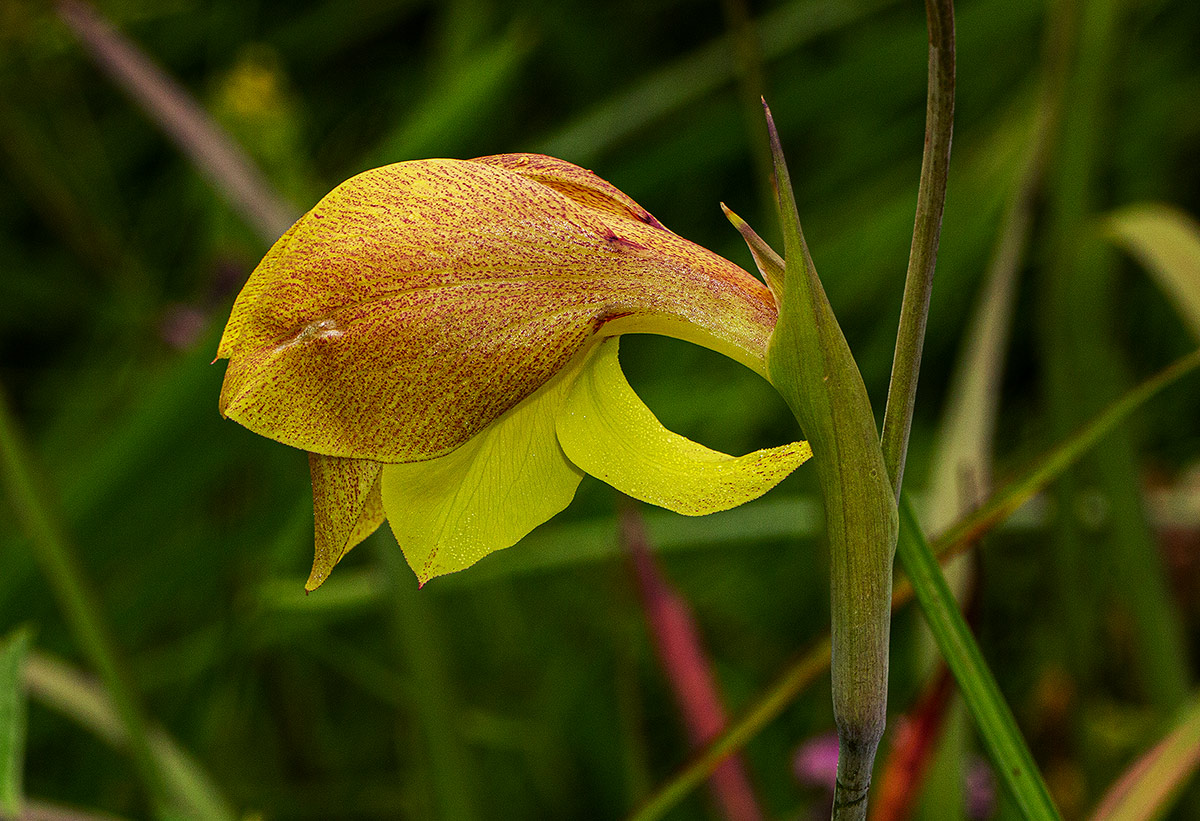 Gladiolus dalenii subsp. dalenii Gladiolus dalenii subsp. dalenii