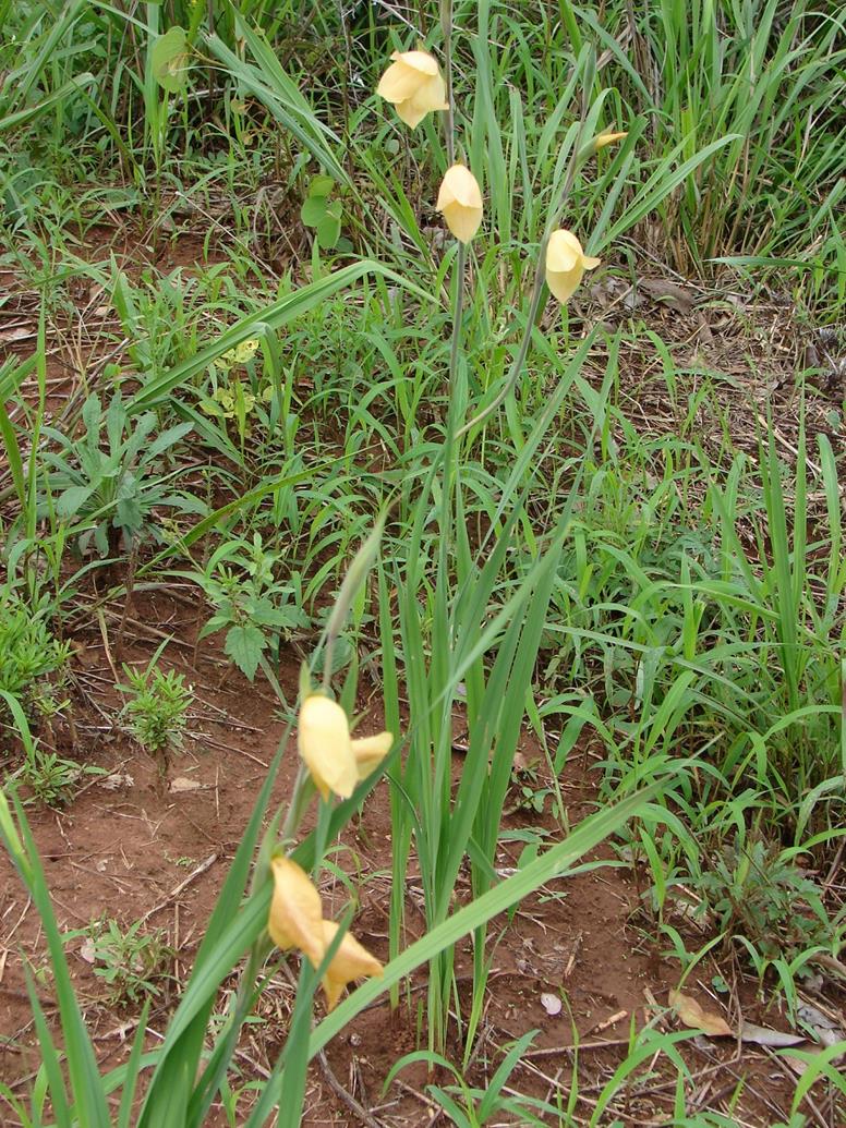 Gladiolus dalenii subsp. dalenii Gladiolus dalenii subsp. dalenii