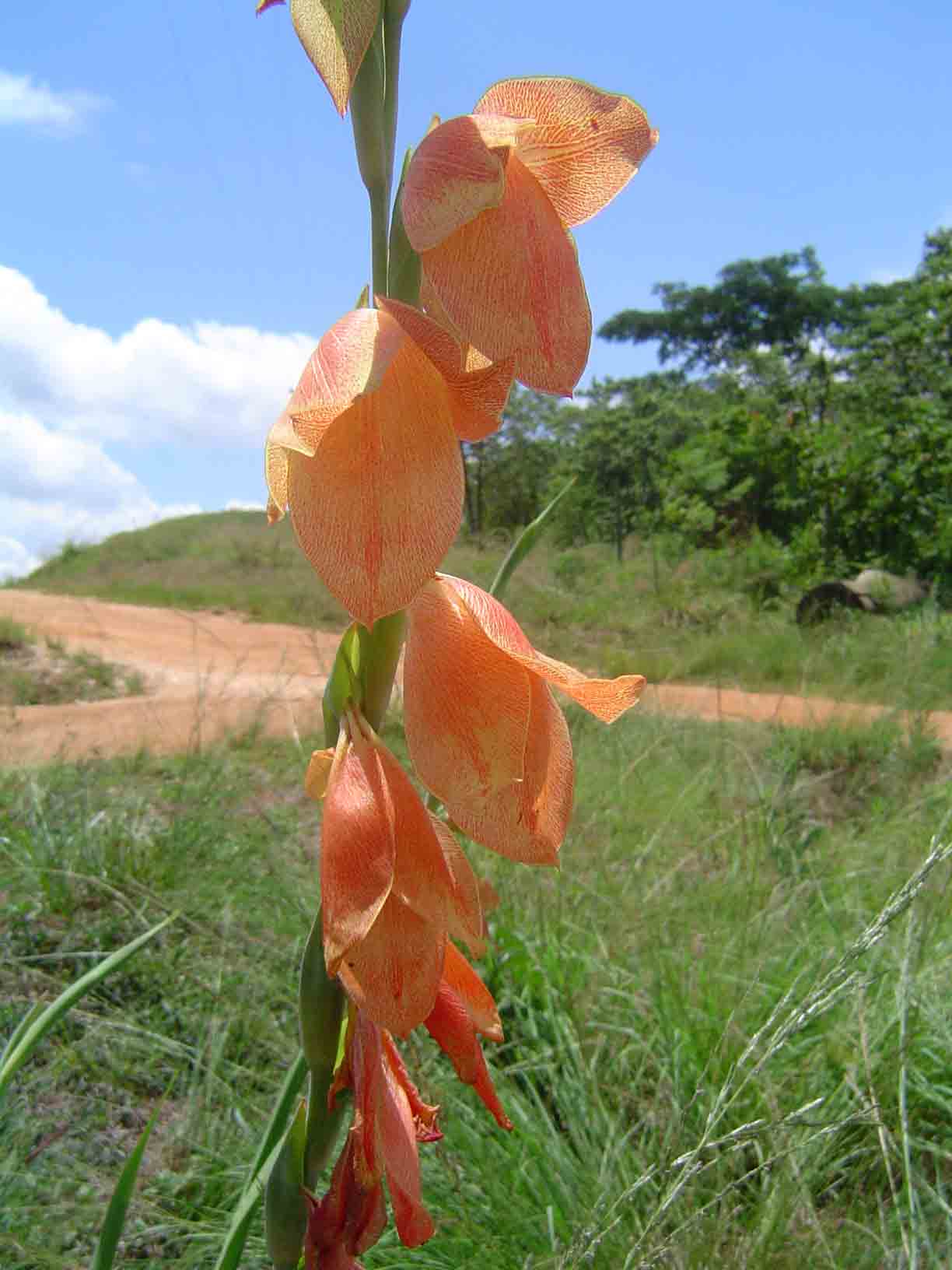 Gladiolus dalenii subsp. dalenii Gladiolus dalenii subsp. dalenii