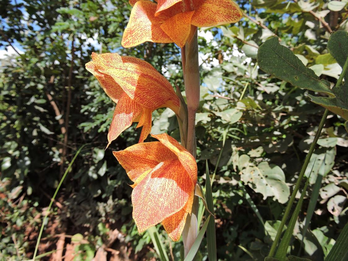 Gladiolus dalenii subsp. dalenii Gladiolus dalenii subsp. dalenii