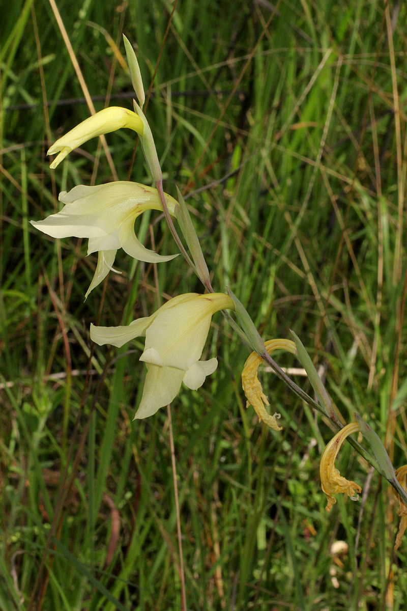 Gladiolus dalenii subsp. dalenii Gladiolus dalenii subsp. dalenii