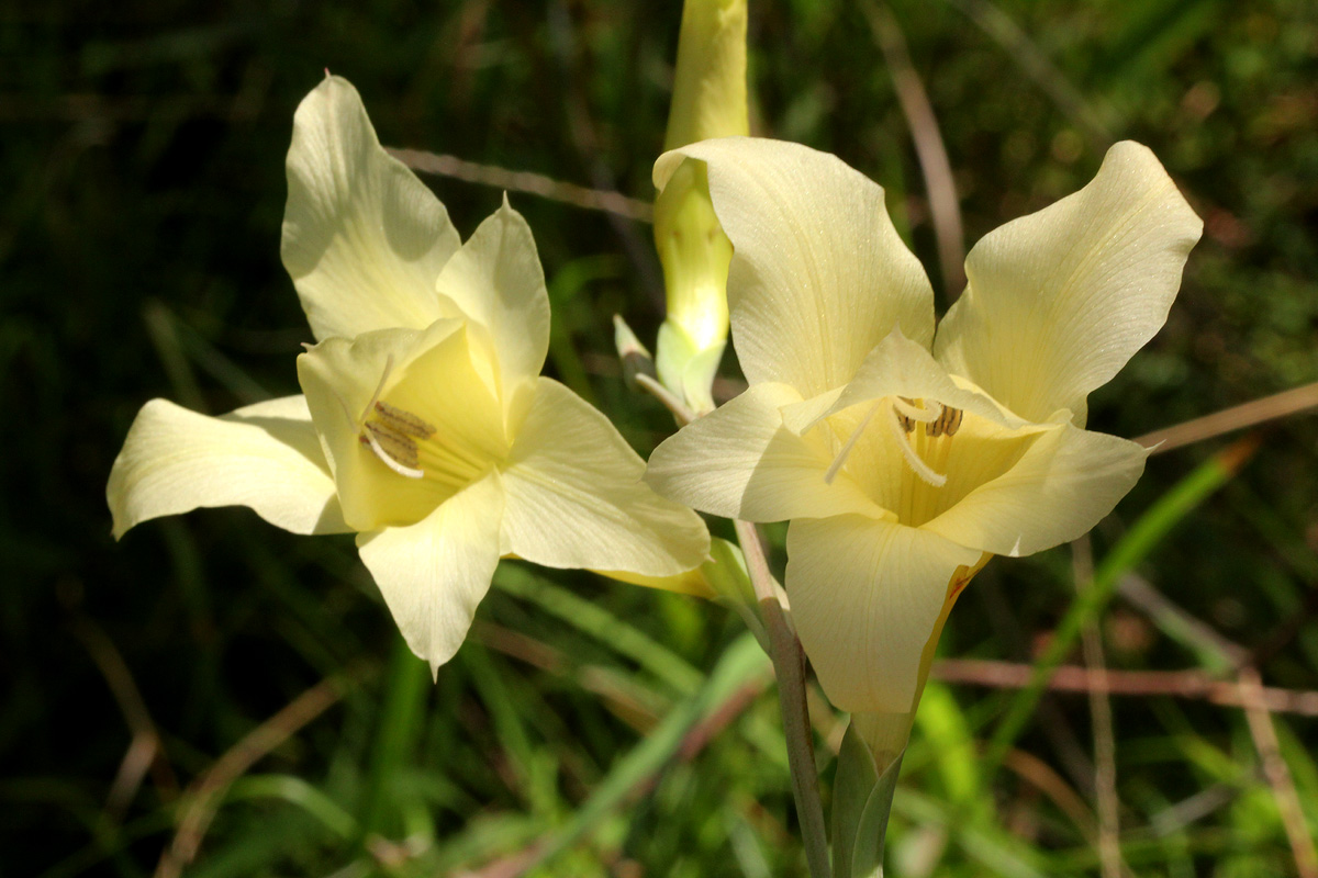 Gladiolus dalenii subsp. dalenii Gladiolus dalenii subsp. dalenii