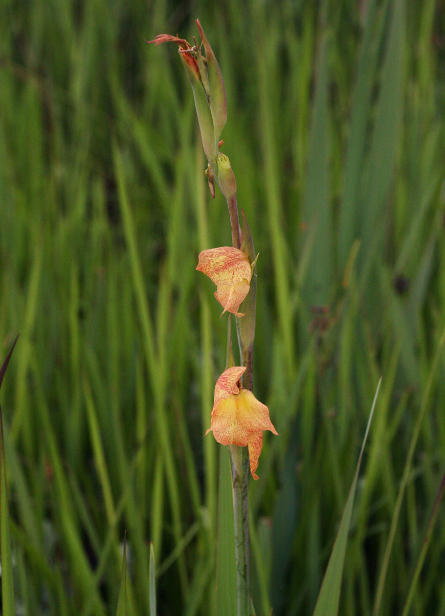Gladiolus dalenii subsp. dalenii Gladiolus dalenii subsp. dalenii
