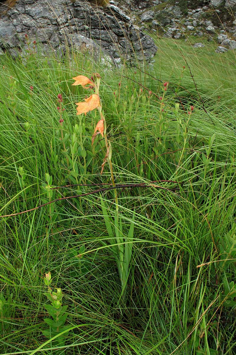 Gladiolus dalenii subsp. dalenii Gladiolus dalenii subsp. dalenii