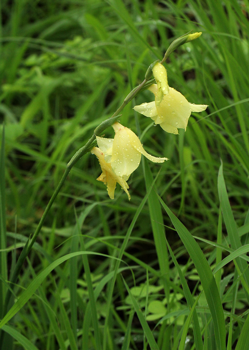 Gladiolus dalenii subsp. dalenii Gladiolus dalenii subsp. dalenii