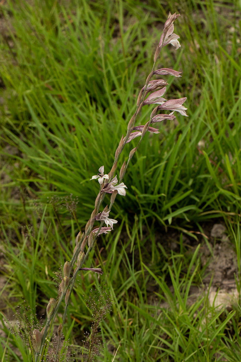 Gladiolus unguiculatus Gladiolus unguiculatus