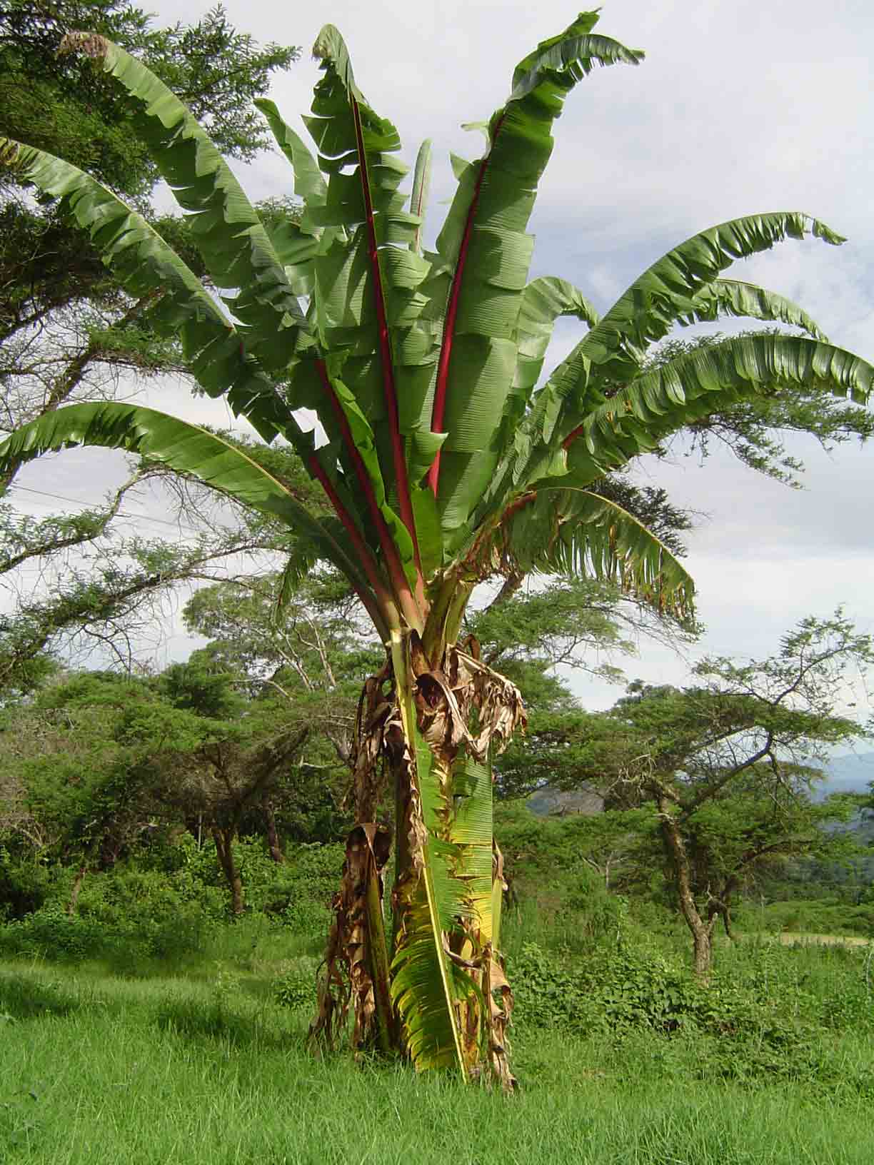 Ensete ventricosum Ensete ventricosum