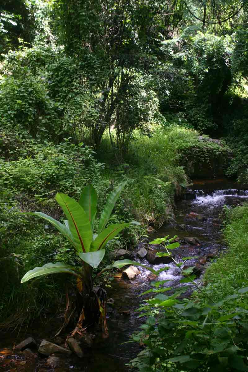 Ensete ventricosum Ensete ventricosum