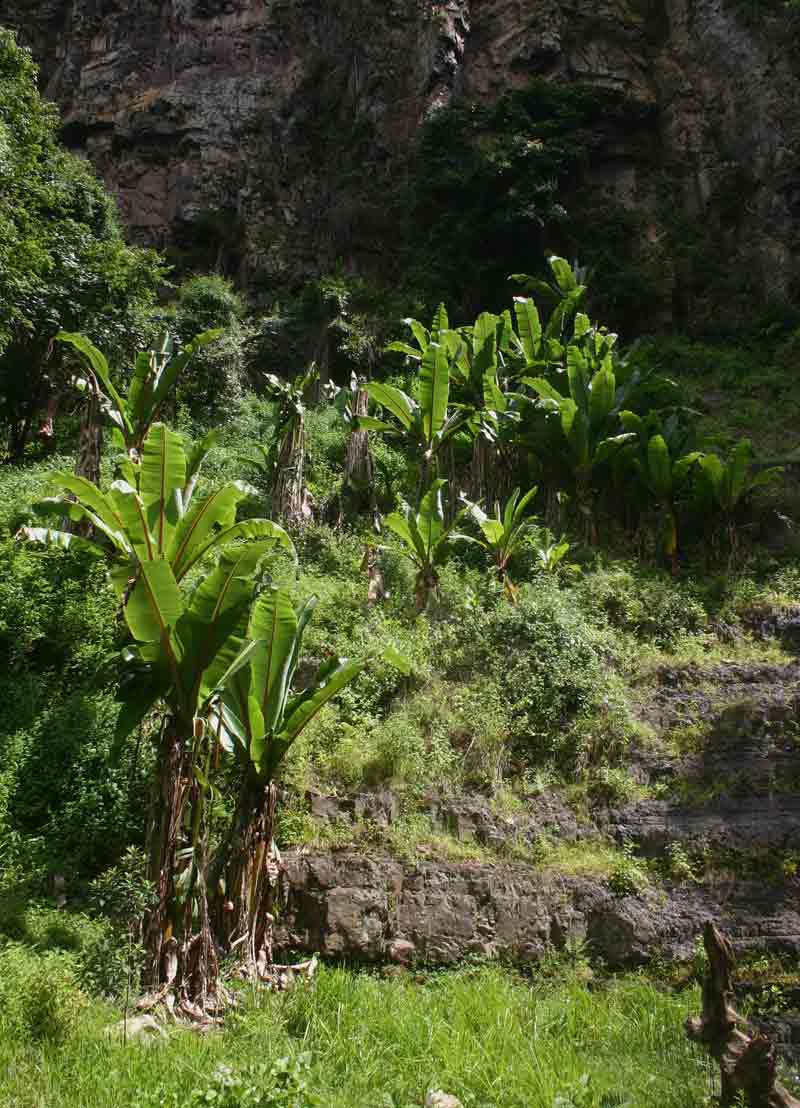 Ensete ventricosum Ensete ventricosum