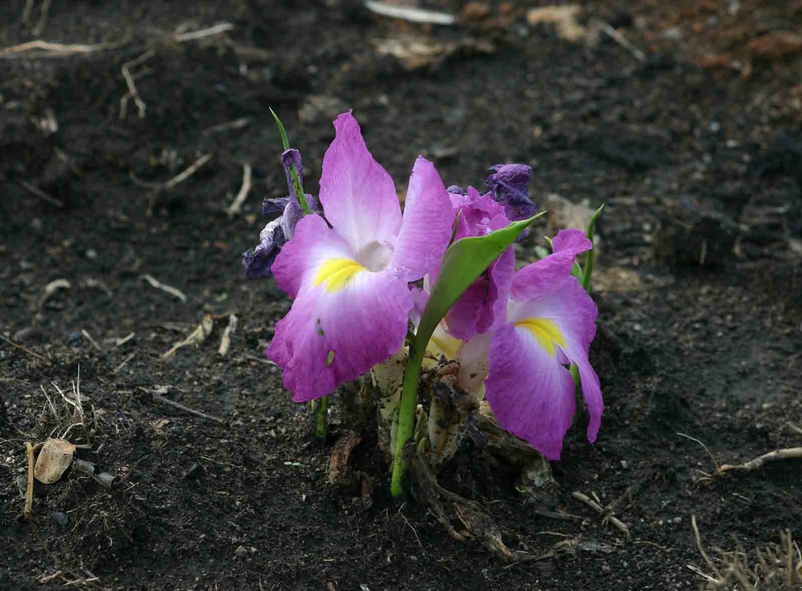 Siphonochilus aethiopicus Siphonochilus aethiopicus