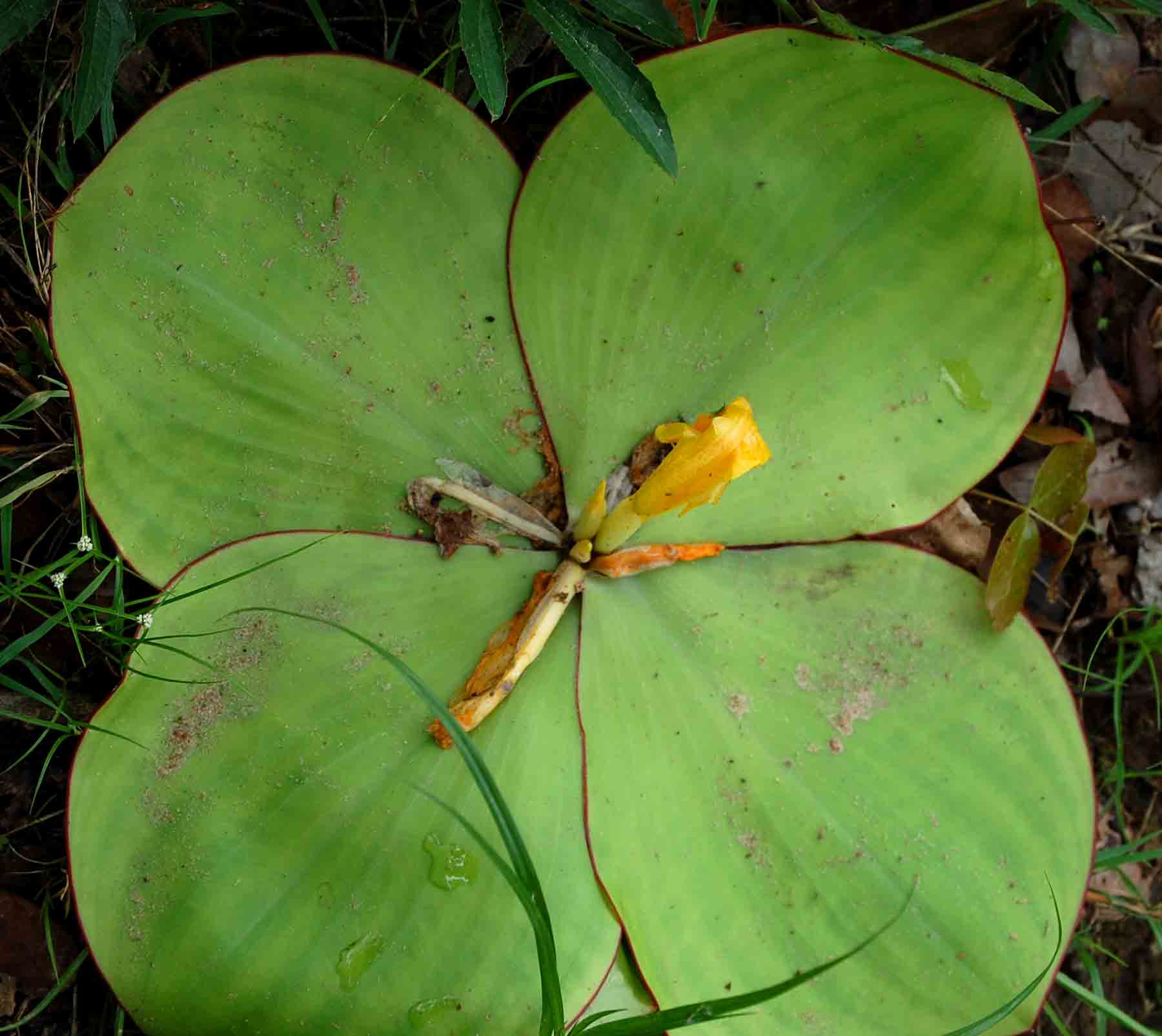 Costus spectabilis Costus spectabilis