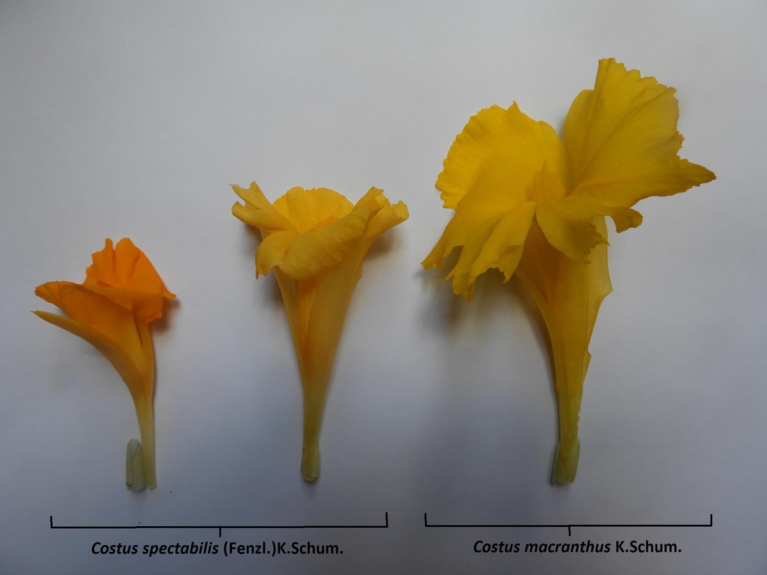 Costus spectabilis Costus spectabilis