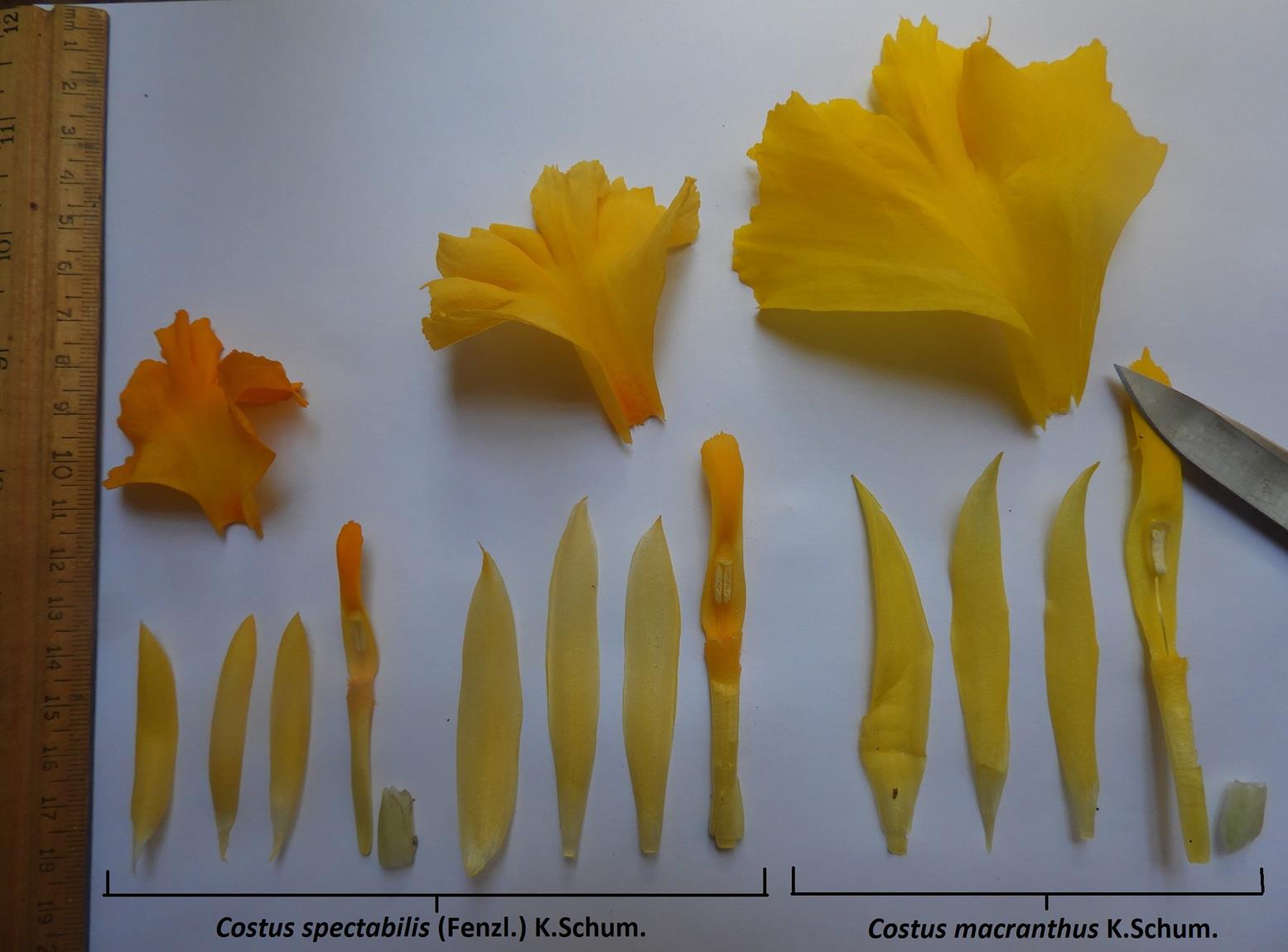 Costus spectabilis Costus spectabilis