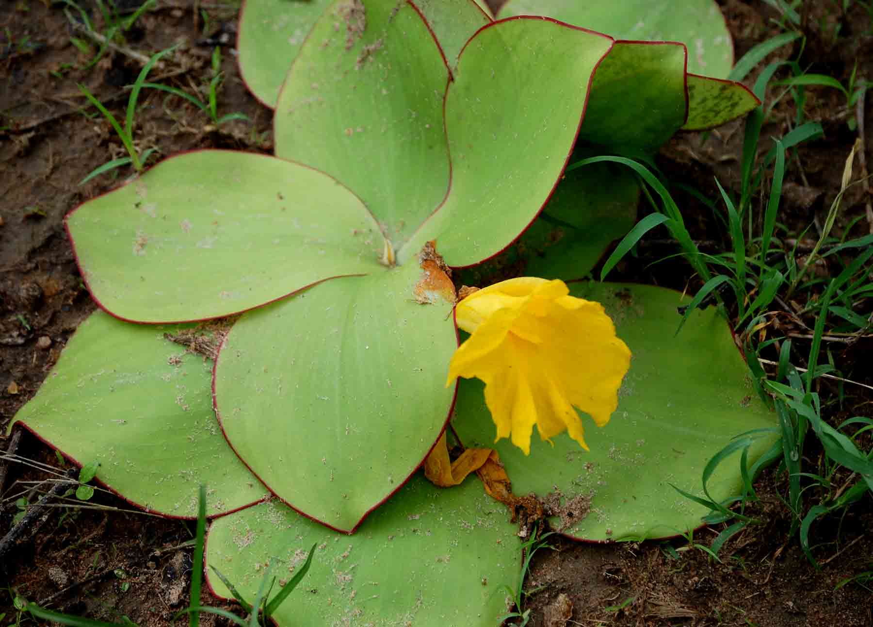 Costus spectabilis Costus spectabilis