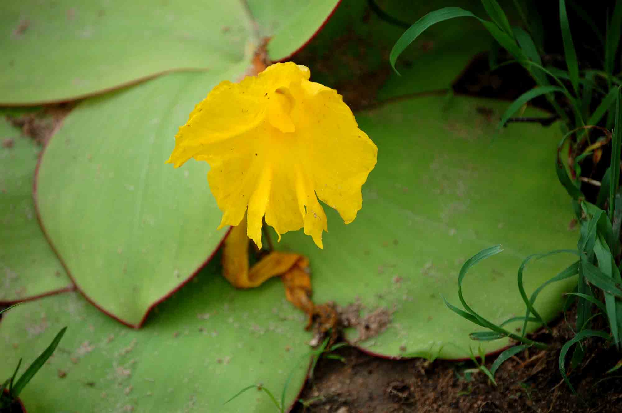 Costus spectabilis Costus spectabilis
