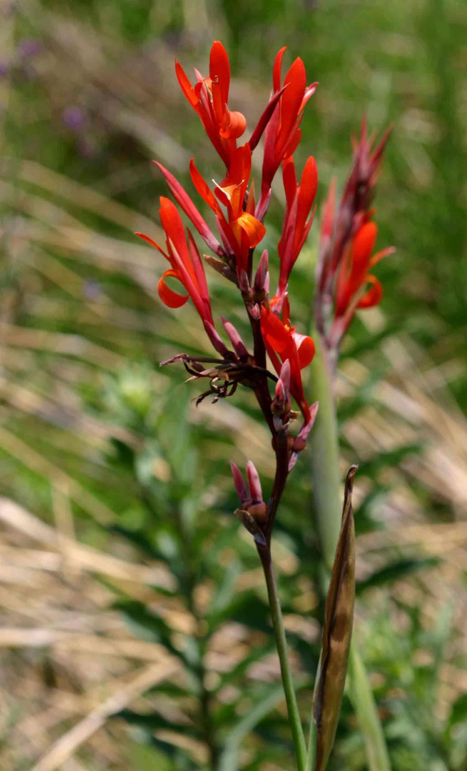 Canna indica Canna indica