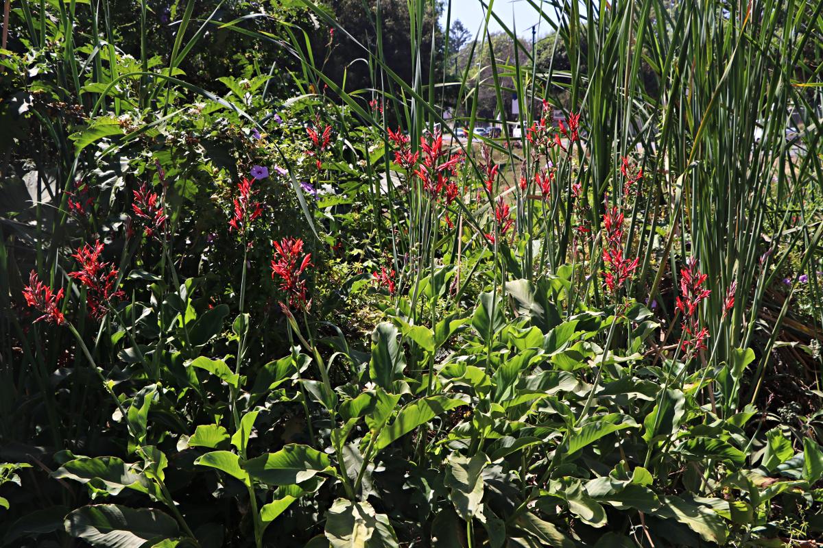 Canna indica
