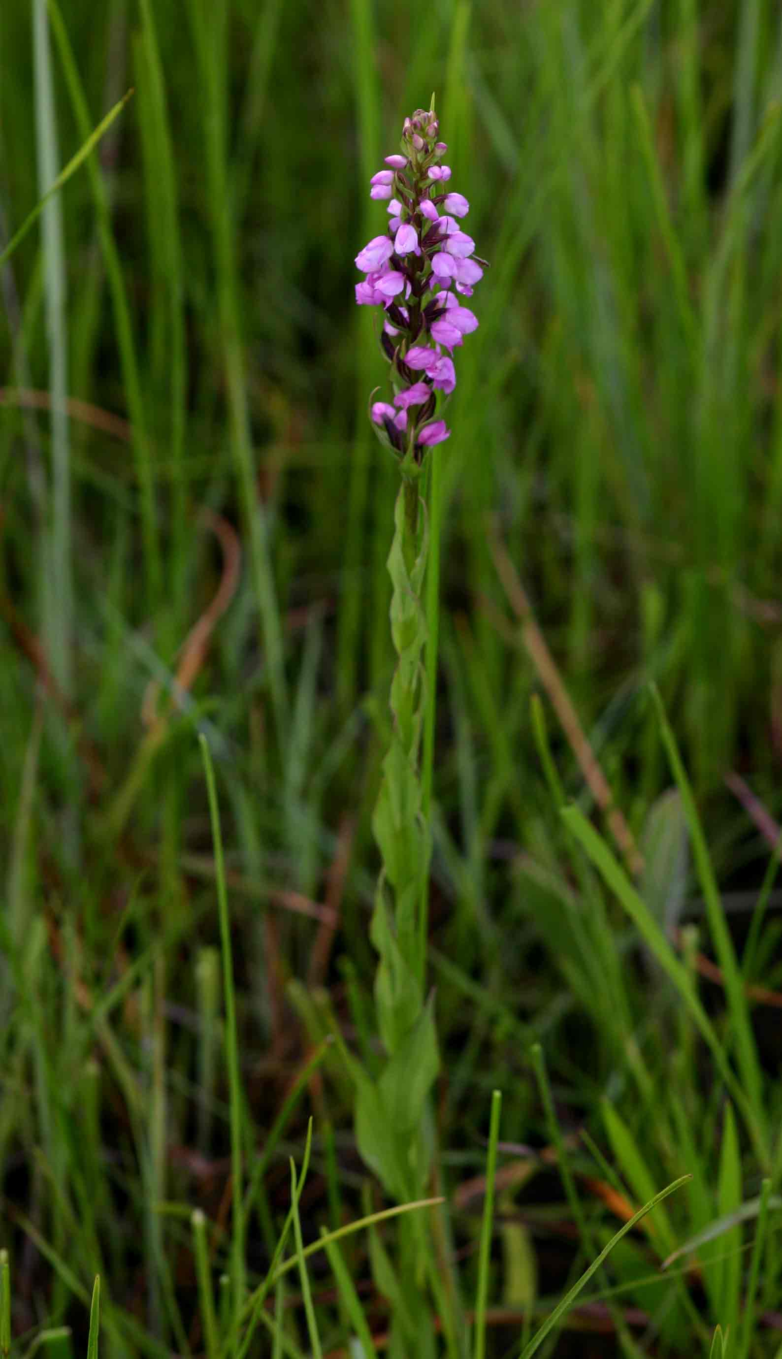 Brachycorythis buchananii Brachycorythis buchananii