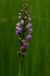 Brachycorythis buchananii