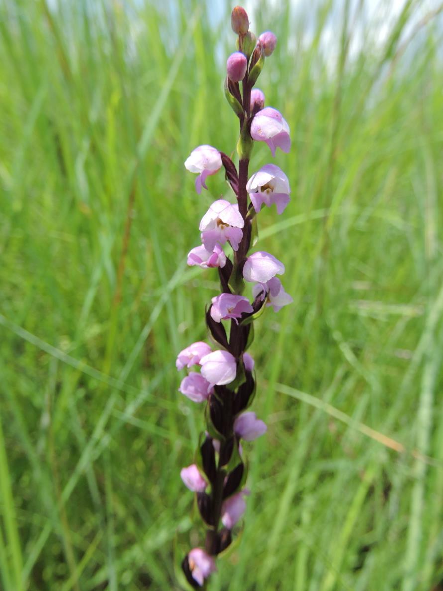 Brachycorythis buchananii Brachycorythis buchananii