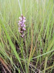 Brachycorythis buchananii