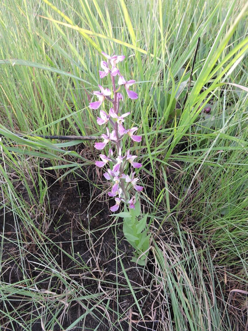 Brachycorythis ovata subsp. welwitschii Brachycorythis ovata subsp. welwitschii