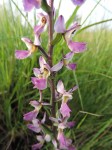 Brachycorythis ovata subsp. welwitschii