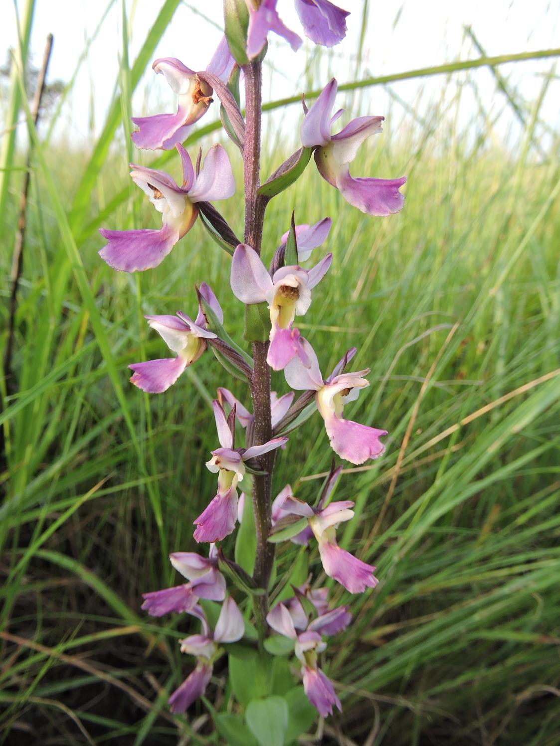 Brachycorythis ovata subsp. welwitschii Brachycorythis ovata subsp. welwitschii