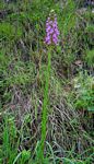 Brachycorythis pleistophylla subsp. pleistophylla