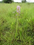 Brachycorythis pleistophylla subsp. pleistophylla