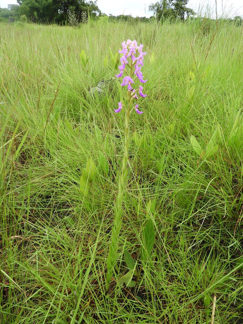 Brachycorythis pleistophylla subsp. pleistophylla Brachycorythis pleistophylla subsp. pleistophylla