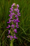 Brachycorythis pleistophylla subsp. pleistophylla