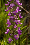 Brachycorythis pleistophylla subsp. pleistophylla