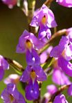Brachycorythis pleistophylla subsp. pleistophylla