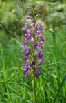 Brachycorythis pleistophylla subsp. pleistophylla