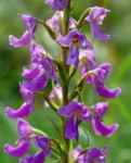 Brachycorythis pleistophylla subsp. pleistophylla