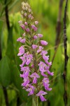 Brachycorythis pleistophylla subsp. pleistophylla