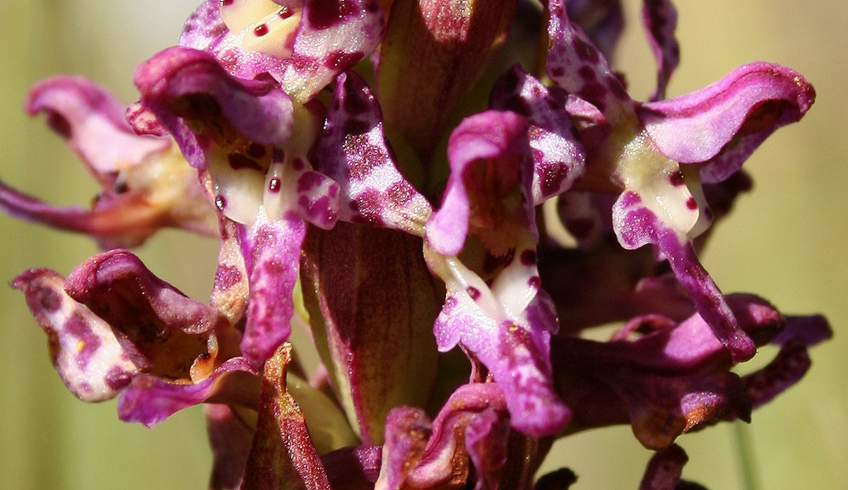 Brachycorythis tenuior Brachycorythis tenuior