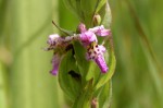 Brachycorythis tenuior